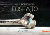 Alla ricerca del fosfato