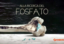 Alla ricerca del fosfato